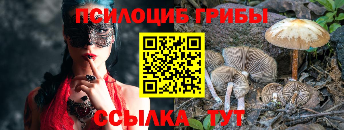 Галлюциногенные грибы Psilocybe Краснознаменск